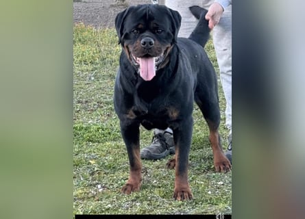 Reinrassige Rottweiler Welpen , Sportliche leistung Zucht