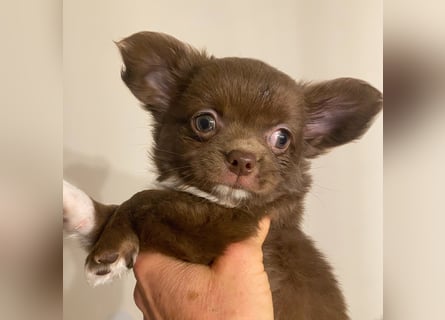 Langhaar-Chihuahuas mit Ahnentafel in schoko (weiß)