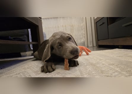 Labmaraner Welpen ( Labrador- Weimaraner)