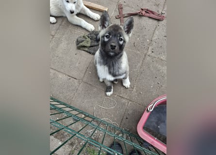 Akita - Husky Welpen