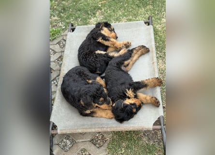 Airedale Welpen vom Uranusfels