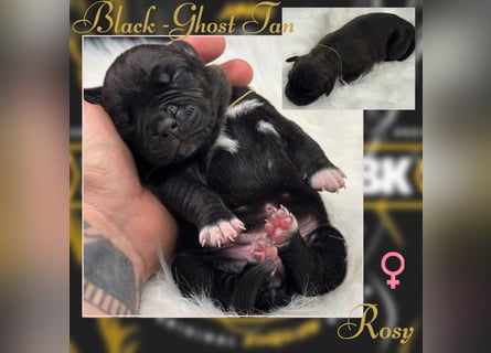 Kingzbullys Classic Edition/American Bully Classic