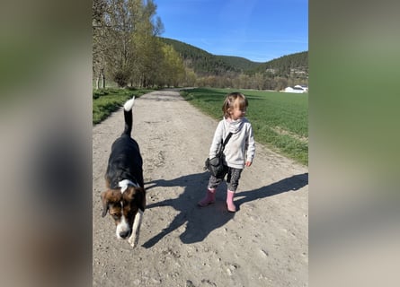 Sennenhund-Mischling