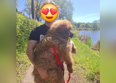 Do khyi Tibetischer Mastiff