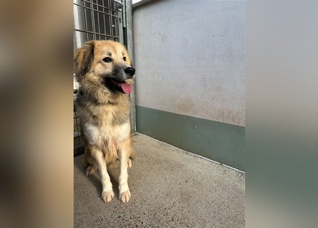 Der scheue ZECKI sucht ein geduldiges & liebevolles Zuhause