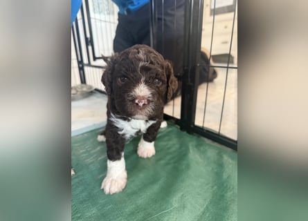 Lagotto Romagnolo Welpen reinrassige