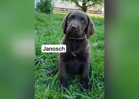 Welpen Labradoodle F1 Braun Groß Könispudel x Labrador