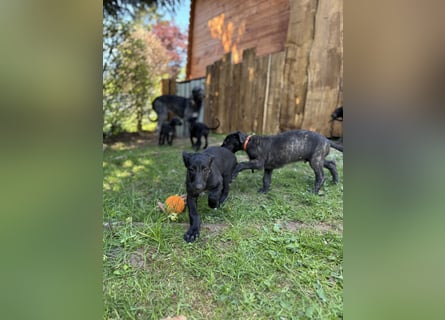 Deerhoundwelpen suchen ein liebevolles Für-Immer-Zuhause