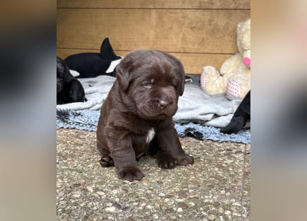 Labrador Welpen mit Ahnentafel
