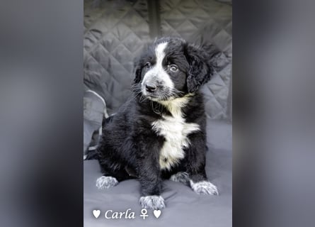Cecilia, Cindy und Carla suchen ab Mitte Juli ein Zuhause