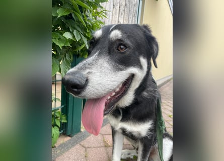 Raio sucht seinen Hof