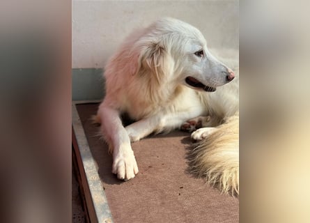 Der sanfte BODHI sucht ein liebevolles Zuhause