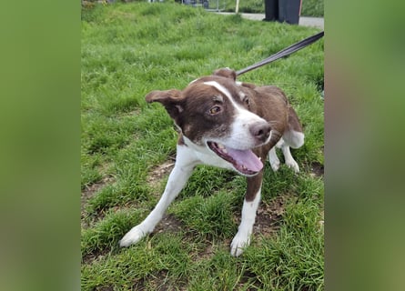 Cayo, 5 Jahre, sucht kompetentes Zuhause