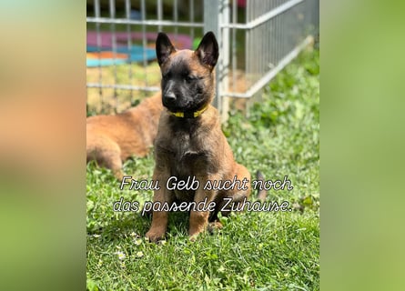 Malinois