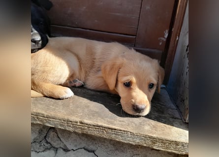 Reinrassige Labradorwelpen