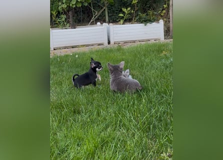 Chihuahua Welpen reinrassig Rüde