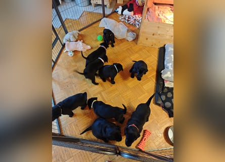Labradorwelpen suchen bestes Zuhause
