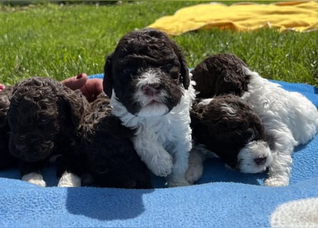 Lagotto Romagnolo, Welpen von ausgezeichneter Qualität