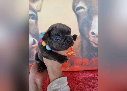 Französische Bulldogge Welpen in Leuna
