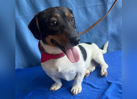 (R) ❤️ zauberhafter kleiner KARLI - 2,5 Jahre, 28cm/9kg - Jack Russell-Dackel-Mischling