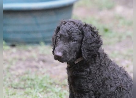 Curly Coated Retriever – braune Rüden (8 Wochen) aus dem Zwinger Cornrow