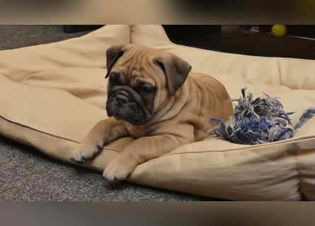 Freiatmige Bulldoggenwelpen Abgabebereit