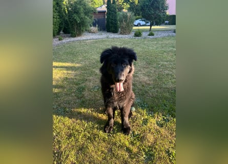Altdeutscher Schäferhundwelpe