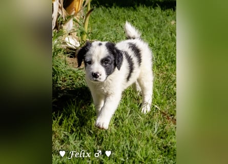 Felix und seine Geschwister suchen ein Zuhause