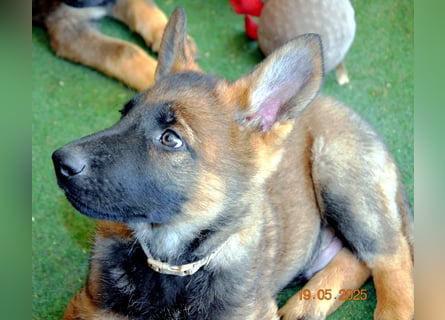 Dunkelgraue Schäferhunde aus Kör-u.Leistungzucht