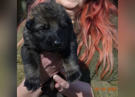 Dunkelgraue Schäferhunde aus Kör-u.Leistungzucht