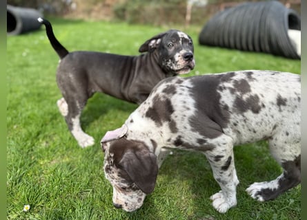 Superschöne nicht ganz reinrassige Deutsche Doggenwelpen können bald ausziehen