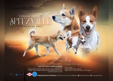 Canaan Dog-Welpe (Kanaan-Hund)