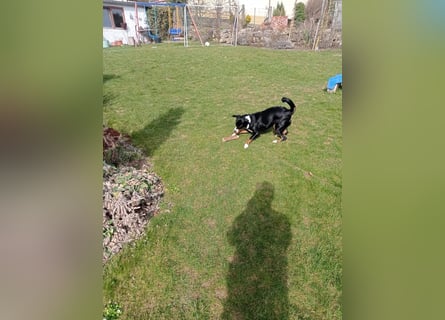 Appenzeller Sennenhund reisrassig