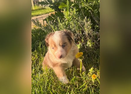 Miniature Australian Shepherd Welpen m. Papieren