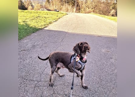 Cockapoo bereit zum Lieben!  - Schenken Sie sich selbst bedingungslose Liebe –