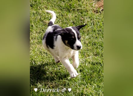 Derrick sucht ab Ende Juni ein liebevolles Zuhause
