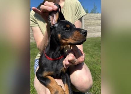 Dobermann Welpen Bohemia Gotika