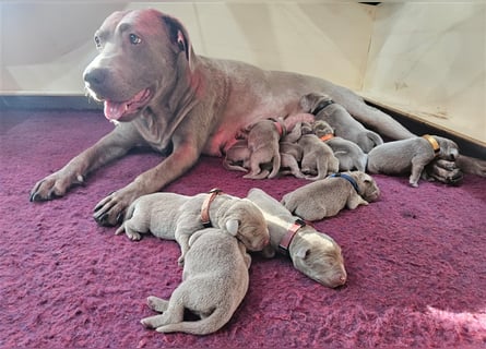 Labrador silber Welpen mit Ahnennachweis 12.08.24 geboren