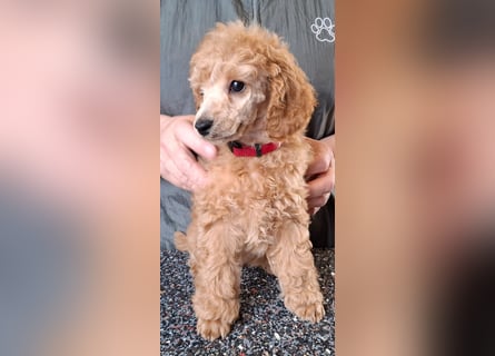 Zuckersüsser Kleinpudel Welpe - Hündin fawn/apricot