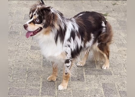 Einzigartige Mini Aussies