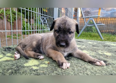 Irish Wolfhound Welpen