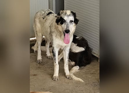 Mila: überfordert im Tierheim