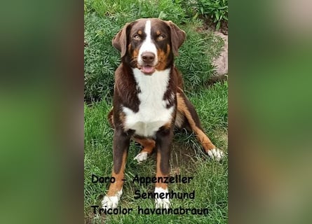 Appenzeller Sennenhund Welpen