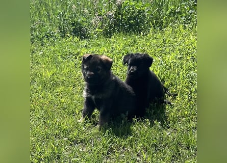 Sehr schöne  Schäferhund Welpen abzug.