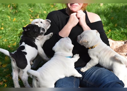 Shar-Pei x Labrador Mix Welpe Frenchy stellt sich vor......