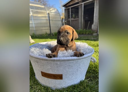 Rhodesian Ridgeback Welpen