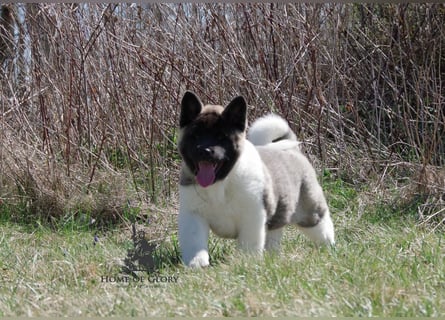 Echter reinrassiger American Akita Hündin