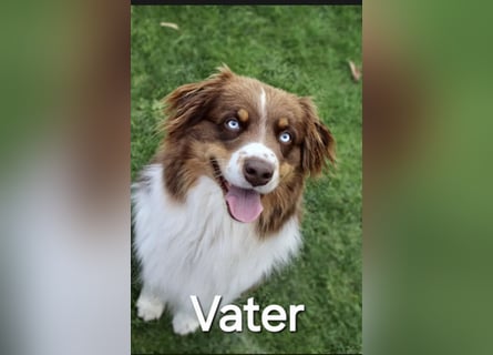 Australian Shepherd Welpen