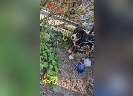 Große-Schweizer-Sennenhund-Welpen
