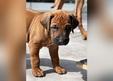 Rhodesian Ridgeback Welpen